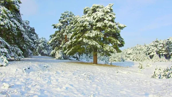 fabulous winter forest, snow storm in the pine winter forest, blizzard in the forest, Forest Trees In Snow Storm steadicam shot. christmas tree the beauty nature landscape outdoors
