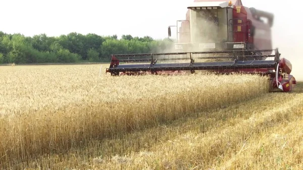 The combine harvests wheat agriculture. Agriculture harvesting combine harvester. steadicam shot motion video