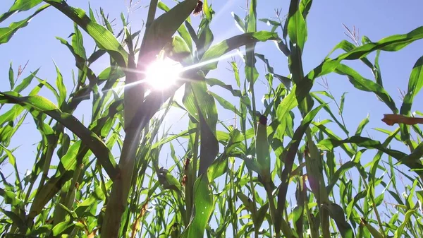 Corn field corn motion video farm steadicam farming. green grass agriculture united states the nature usa corn farm