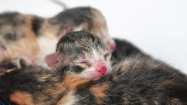 Chatons Aveugles Avec Des Yeux Fermés Les Chats Mignons Sont Couchés Endormis Lifestyle Mignon Tricolore Chaton Nouveau Né Se Peloter Sur Fond Blanc