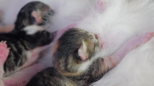Blinden Kätzchen Mit Geschlossenen Augen Niedliche Katzen Liegen Schlafend Lebensstil Süße Dreifarbige Kätzchen Neugeborene Tier Auf Einem Weißen Hintergrund Haustier Konzept Innen Drinnen Kätzchen