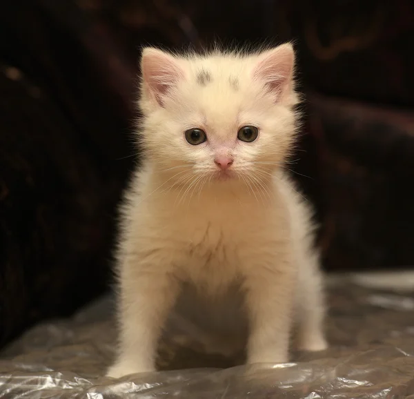 Маленький Білий Кошеня Темному Тлі — стокове фото
