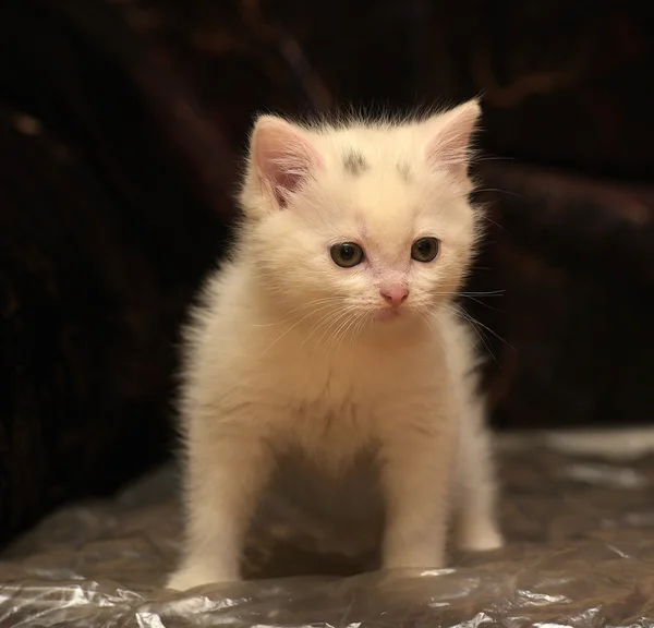 Petit Chaton Blanc Sur Fond Sombre — Photo