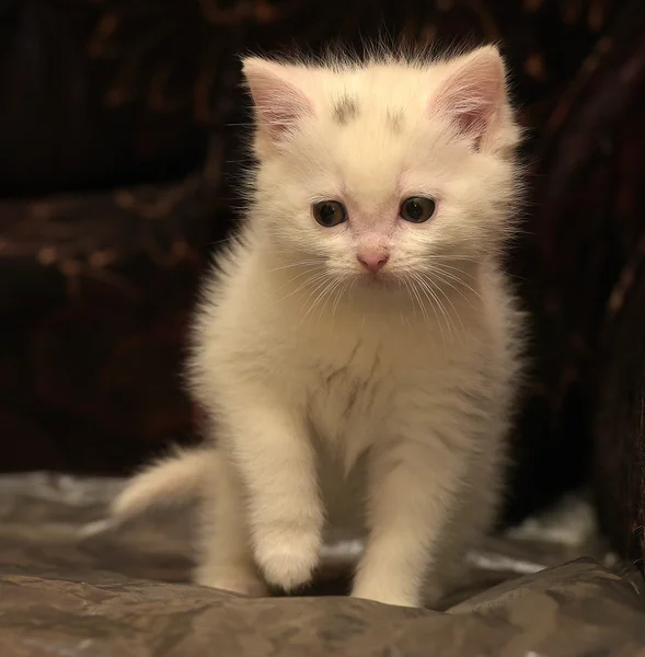 Gatito Blanco Sobre Fondo Oscuro —  Fotos de Stock