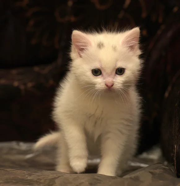 Kleines Weißes Kätzchen Auf Dunklem Hintergrund — Stockfoto