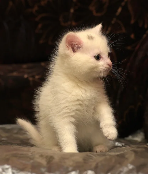 Mały Biały Kotek Ciemnym Tle — Zdjęcie stockowe