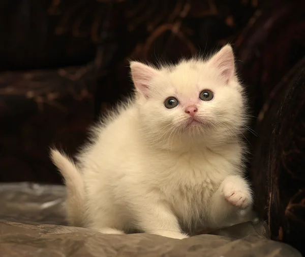 Piccolo Gattino Bianco Sfondo Scuro — Foto Stock