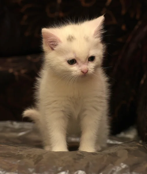 Gatito Blanco Sobre Fondo Oscuro — Foto de Stock