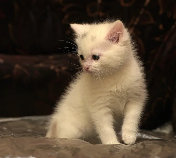 Gatito Blanco Sobre Fondo Oscuro — Foto de Stock