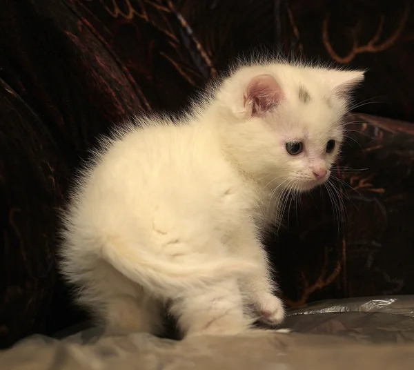 暗い背景をした白い子猫は — ストック写真