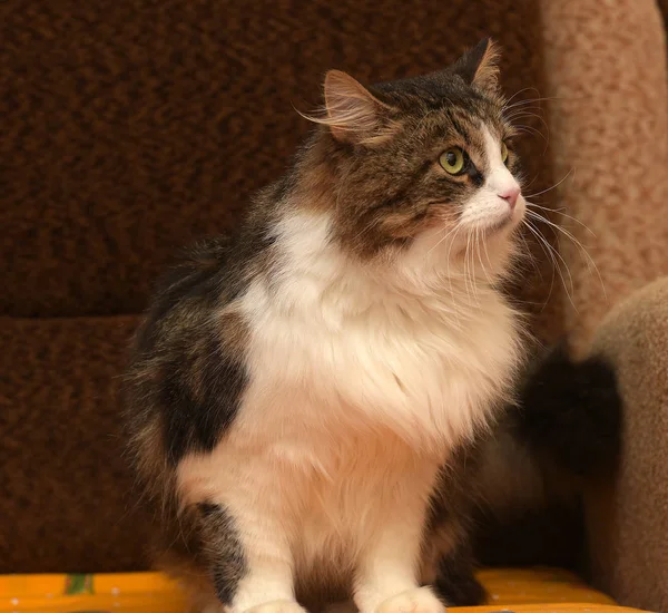 Bellissimo Marrone Con Gatto Siberiano Bianco — Foto Stock