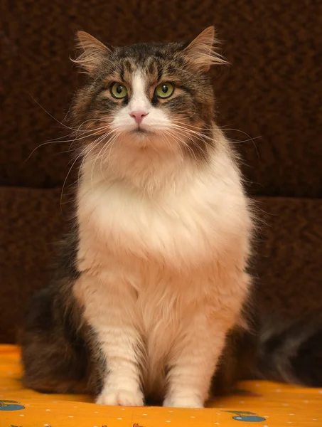 Bellissimo Marrone Con Gatto Siberiano Bianco — Foto Stock