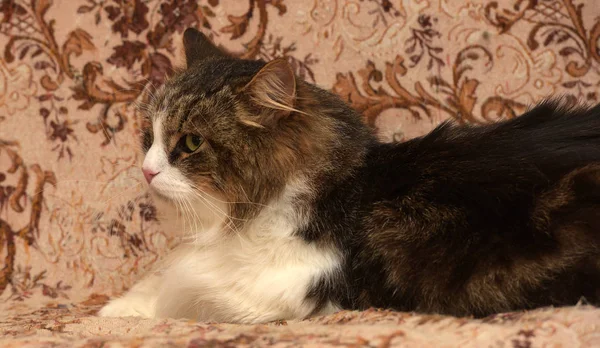 Bello Marrone Con Gatto Siberiano Bianco Trova Sul Divano — Foto Stock