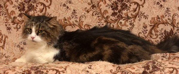 美丽的棕色与白色的西伯利亚猫躺在沙发上 — 图库照片