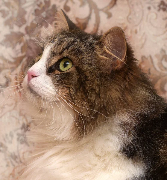 Bello Marrone Con Gatto Siberiano Bianco Trova Sul Divano — Foto Stock