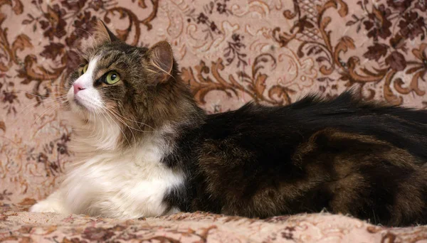 Vacker Brun Med Vit Sibirisk Katt Ligger Soffan — Stockfoto