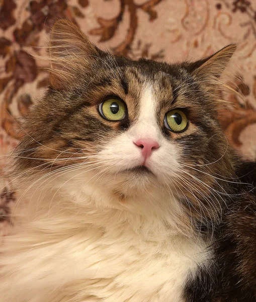 Vacker Brun Med Vit Sibirisk Katt Ligger Soffan — Stockfoto
