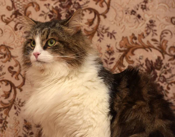 Schöne Braune Mit Weißer Sibirischer Katze Liegt Auf Dem Sofa — Stockfoto
