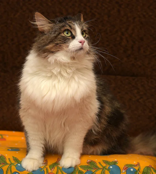 Bello Marrone Con Gatto Siberiano Bianco Trova Sul Divano — Foto Stock