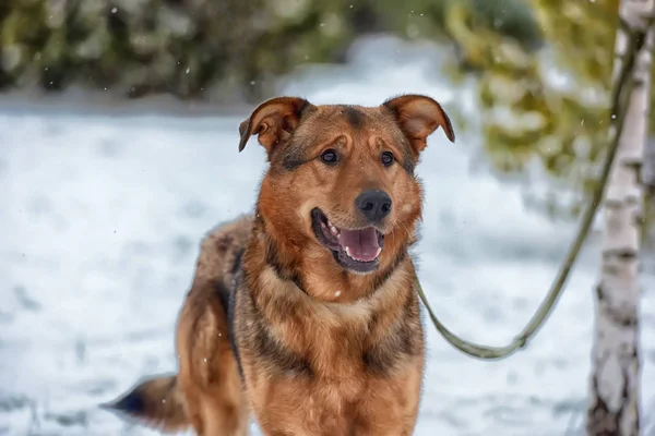 Brown Mongrel Snow — Stock Photo, Image