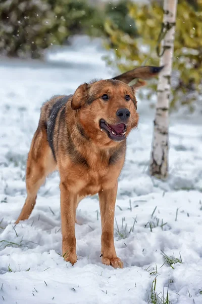 Brown Mongrel Snow — Stock Photo, Image