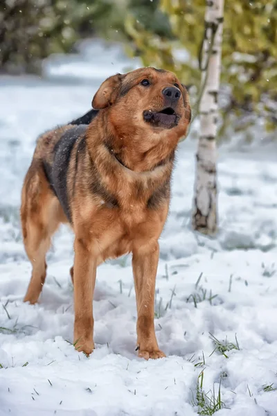 Brown Mongrel Snow — Stock Photo, Image