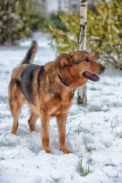 Brun Mongrel Och Snö — Stockfoto