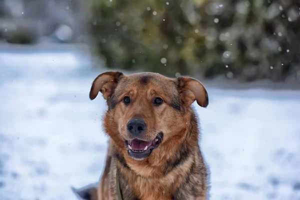 Brun Mongrel Och Snö — Stockfoto