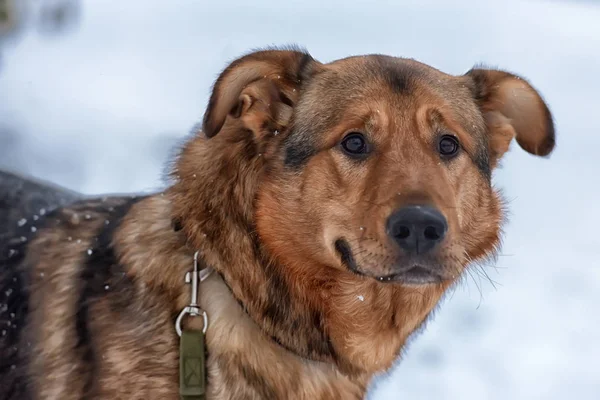 Brun Mongrel Och Snö — Stockfoto