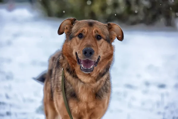 Brown Mongrel Snow — Stock Photo, Image