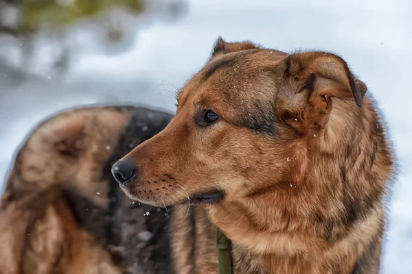 Brun Mongrel Och Snö — Stockfoto