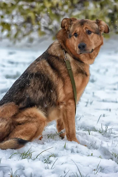 Bruin Mongrel Sneeuw — Stockfoto