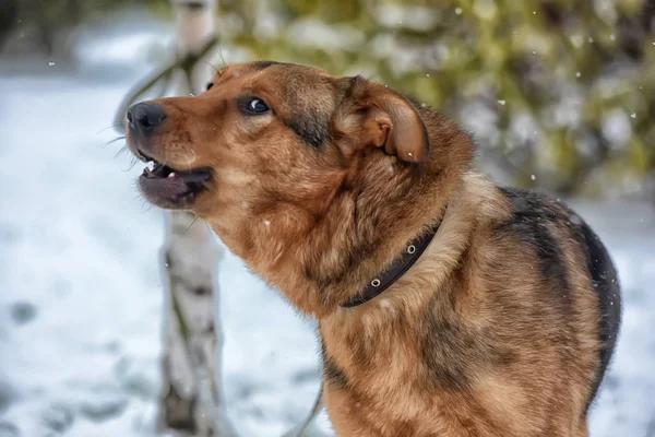 Bruin Mongrel Sneeuw — Stockfoto