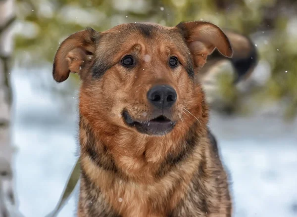 Kahverengi Köpek Kar — Stok fotoğraf