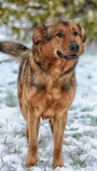 Brown Mongrel Snow — Stock Photo, Image