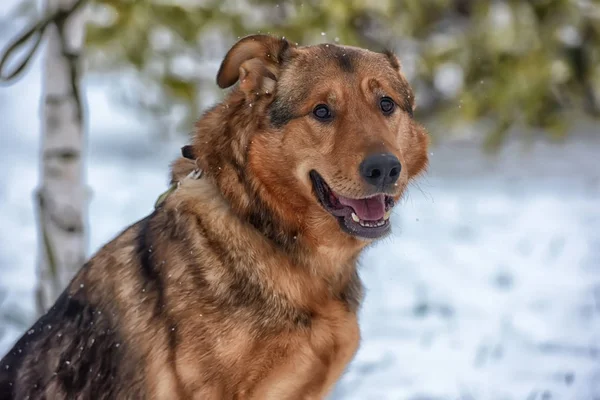 Brun Mongrel Och Snö — Stockfoto