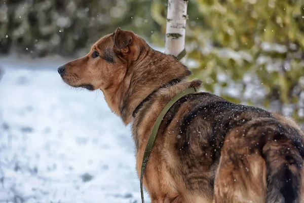 Brun Mongrel Och Snö — Stockfoto