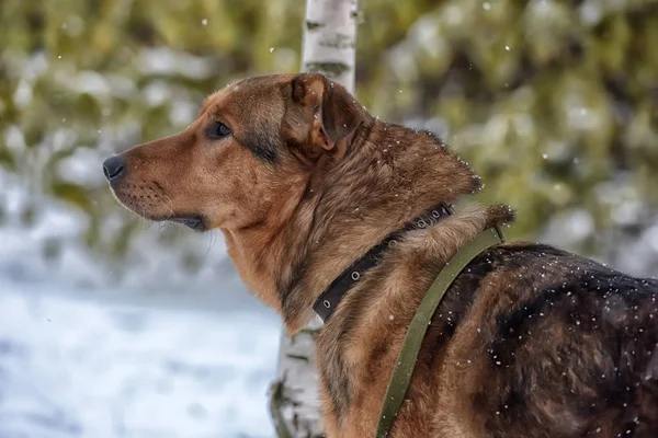 Kahverengi Köpek Kar — Stok fotoğraf