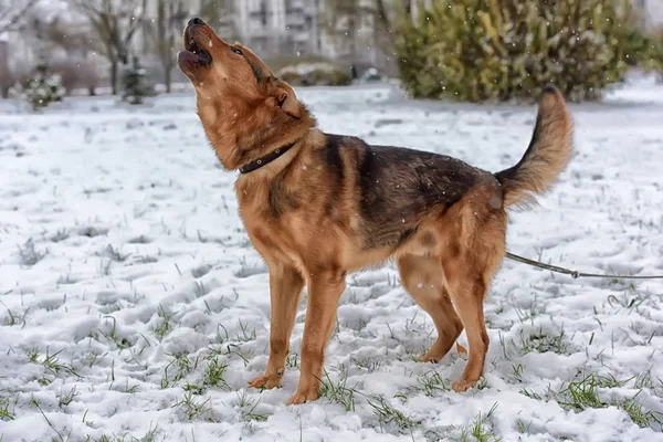 Brown Mongrel Snow — Stock Photo, Image