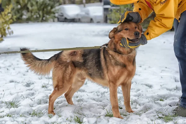 Brown Mongrel Snow — Stock Photo, Image