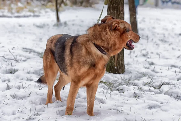 Brown Mongrel Snow — Stock Photo, Image