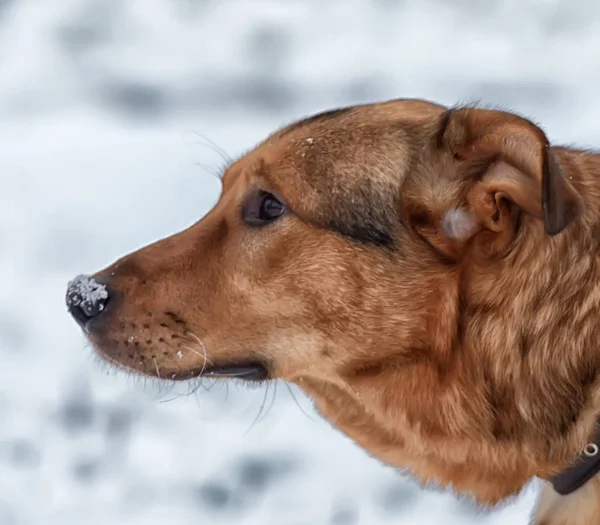 Kahverengi Köpek Kar — Stok fotoğraf