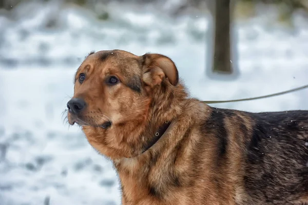 Brun Renrasiga Hund Vinter Bakgrund Koppel — Stockfoto