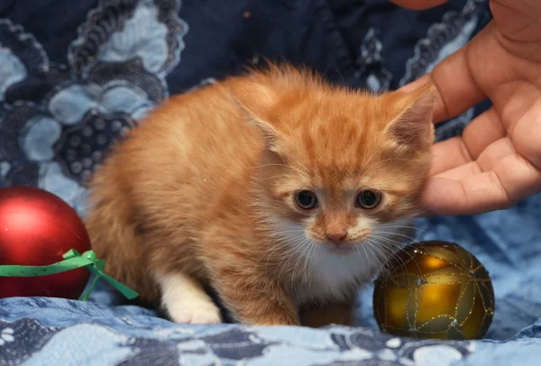 Gatinho Gengibre Bonito Fundo Azul — Fotografia de Stock