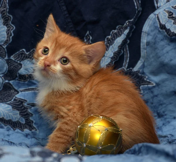 Lindo Jengibre Gatito Fondo Azul — Foto de Stock