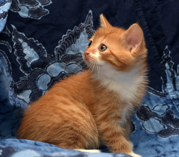 Cute Ginger Kitten Blue Background — Stock Photo, Image