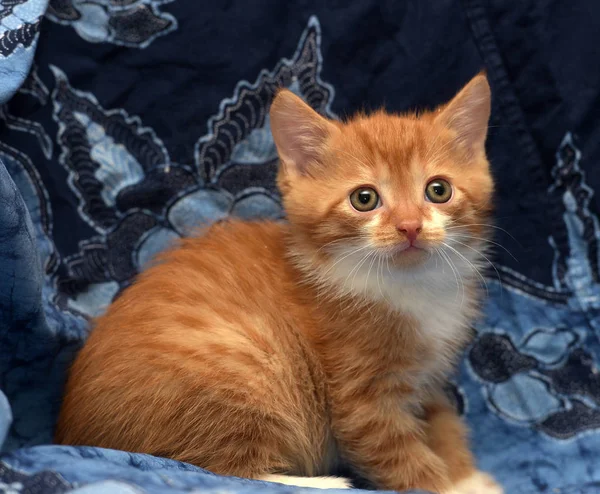 Милый Рыжий Котёнок Синем Фоне — стоковое фото