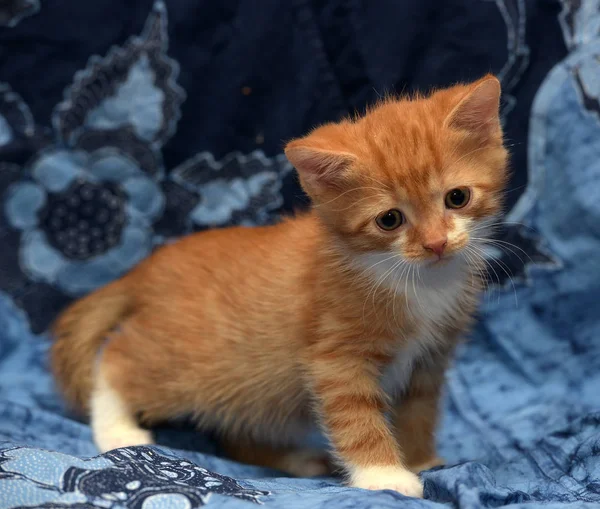 Schattig Gember Kitten Een Blauwe Achtergrond — Stockfoto