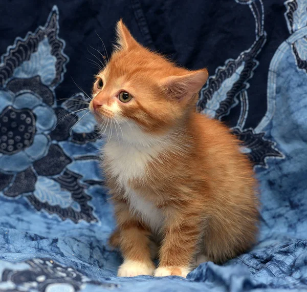 Gatinho Gengibre Bonito Fundo Azul — Fotografia de Stock