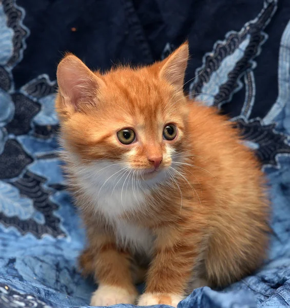 Милый Рыжий Котёнок Синем Фоне — стоковое фото